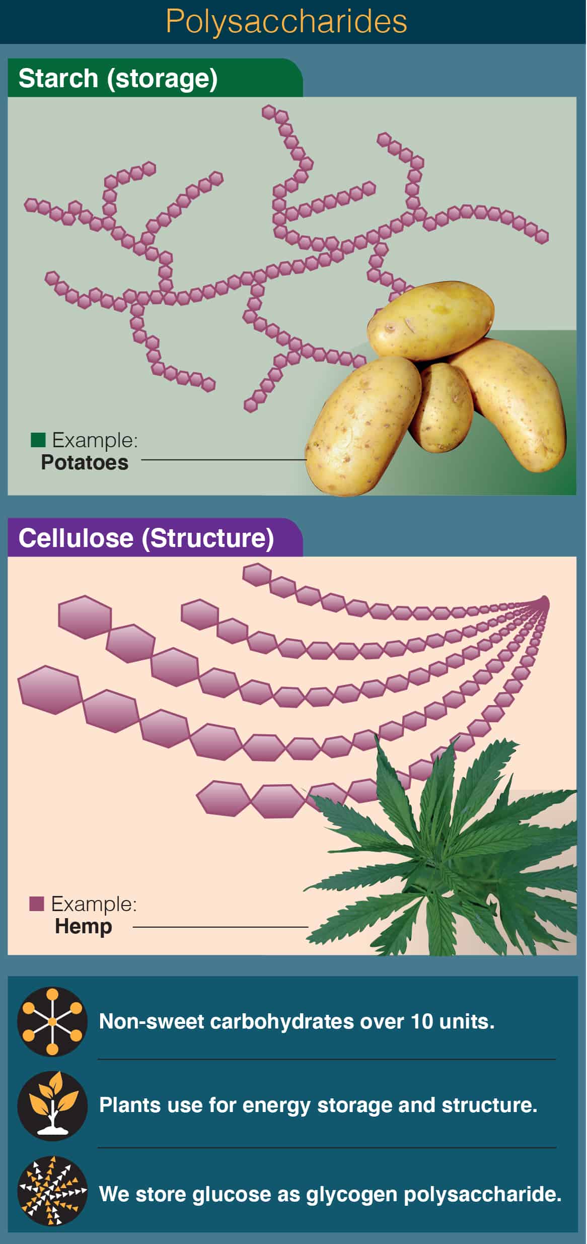 Complex Sugars: Polysaccharides