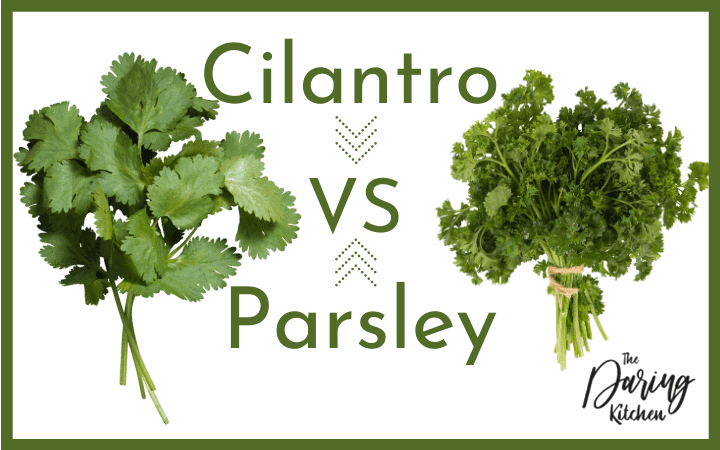 coriander vs parsley