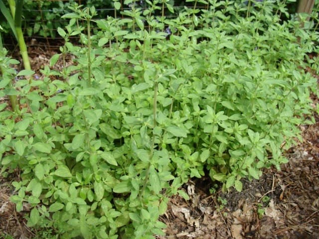 Marjoram