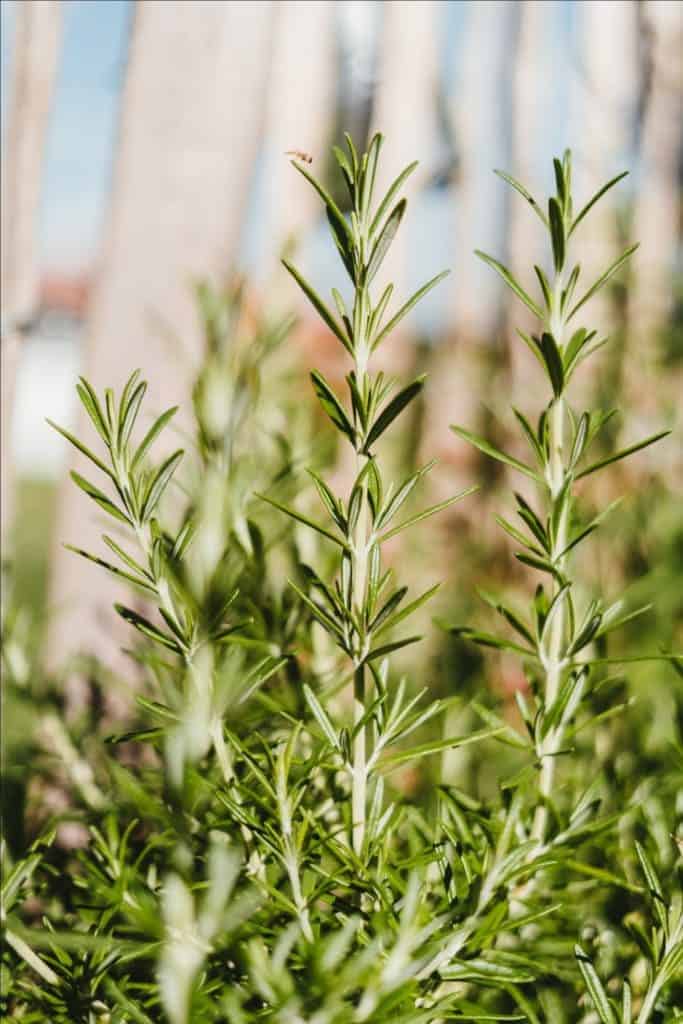 Rosemary Sprigs