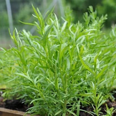 Tarragon