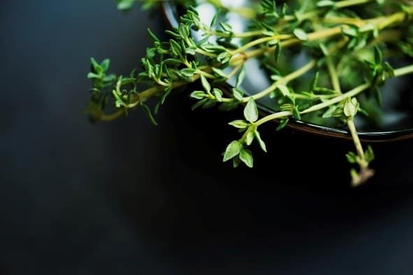 Thyme