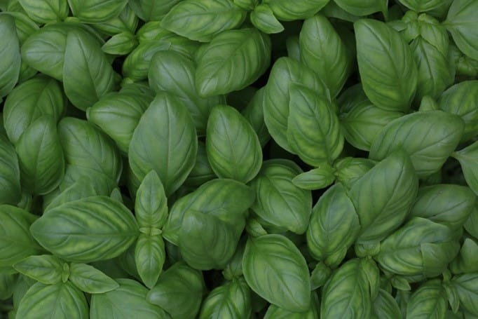 Best Basil Alternatives