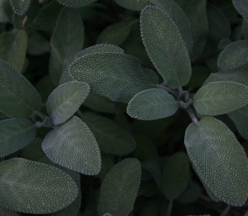 Best Sage Substitutes