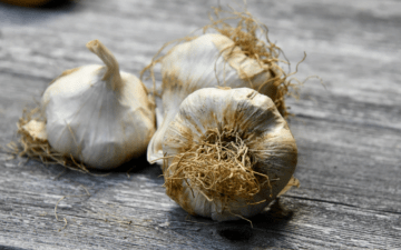 Best Garlic Press
