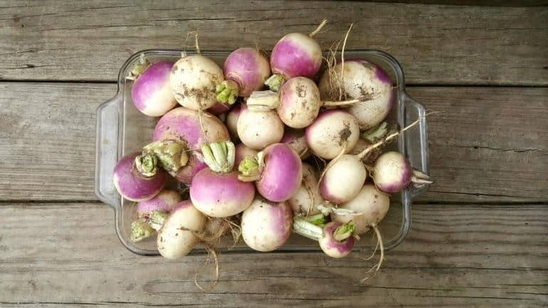 Turnip in Container