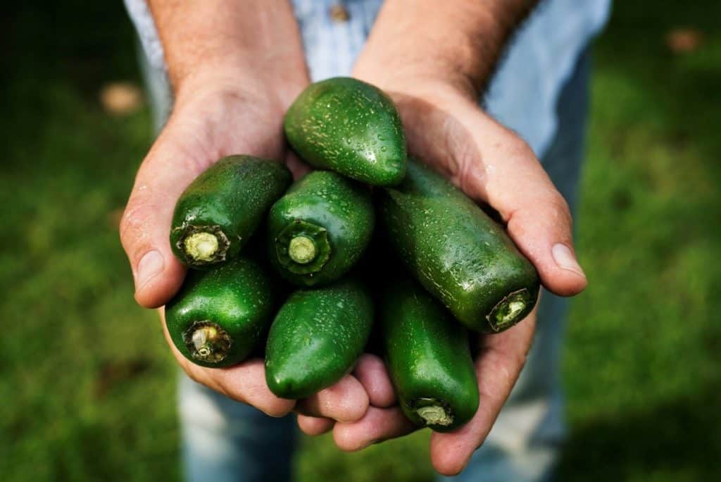 Fresh Jalapeno Peppers