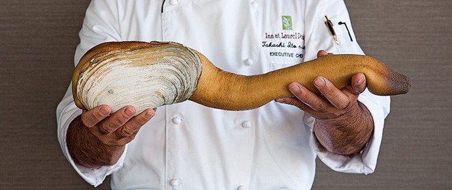 Geoduck Clams