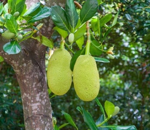Jackfruit hanging on a tree