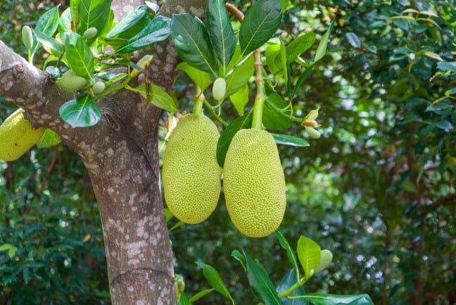 Jackfruit hanging on a tree