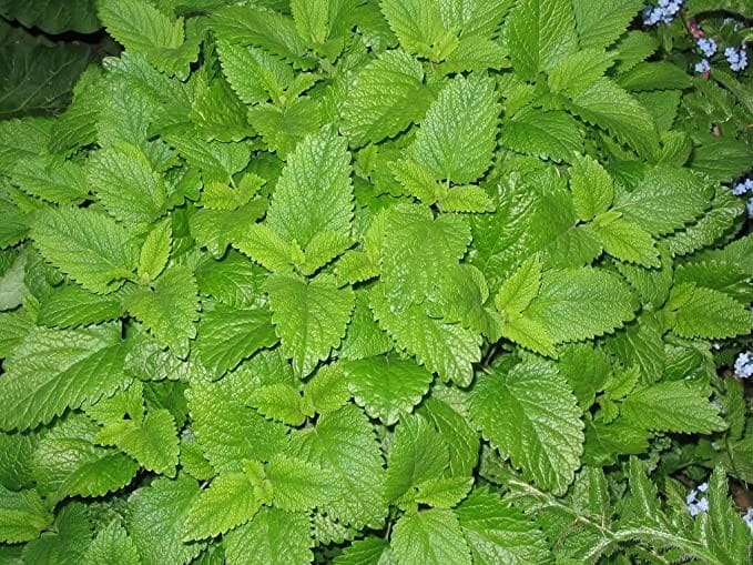 Lemon Balm