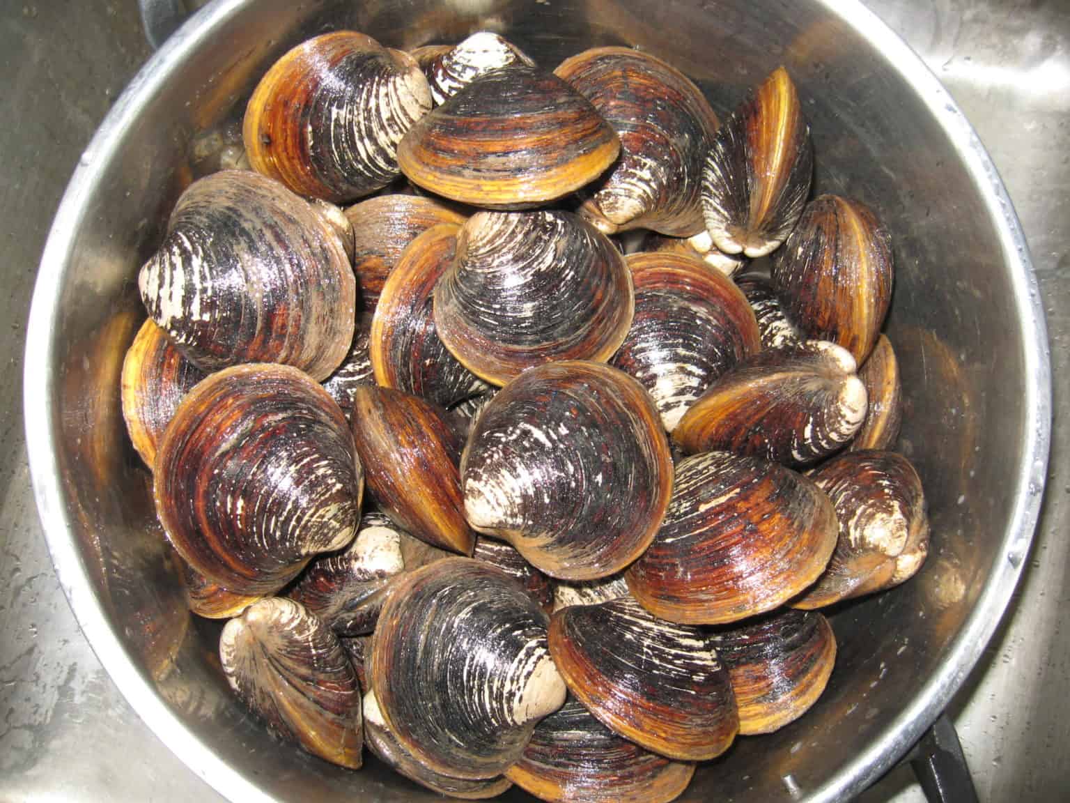 Difference Between Clams, Mussels, and Oysters Daring Kitchen