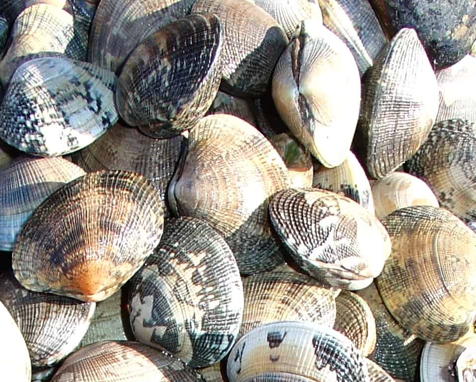 Manila Clams