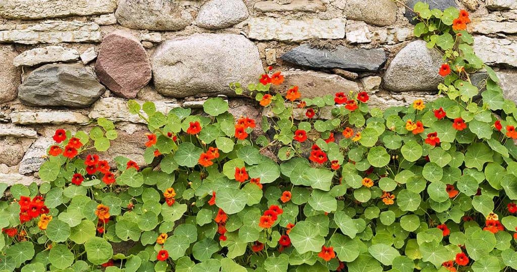 Nasturtium