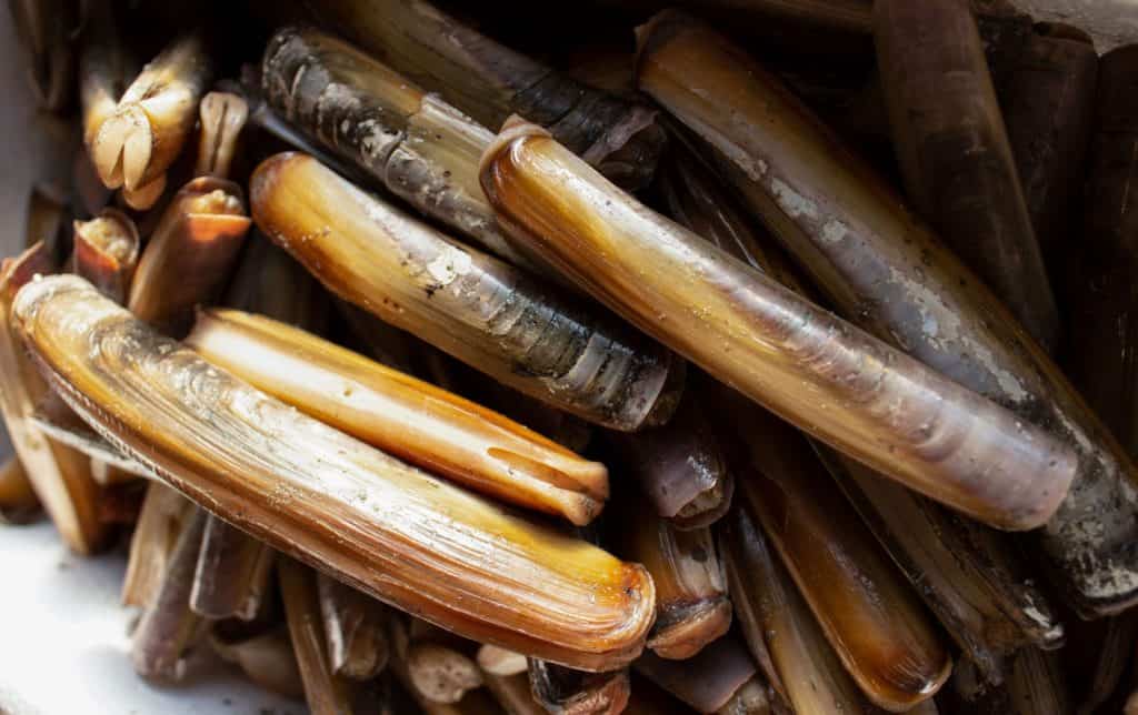 Razor Clams