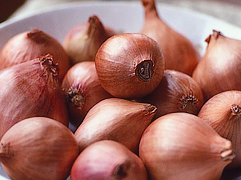 Shallot