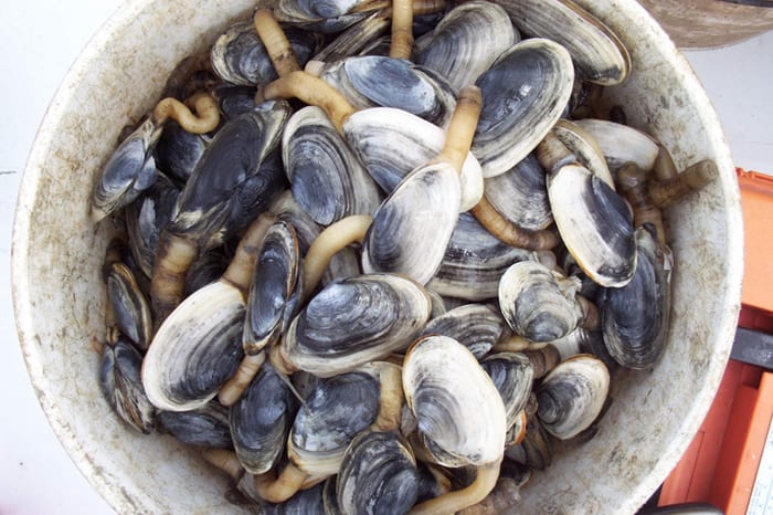 Soft-Shell Clams