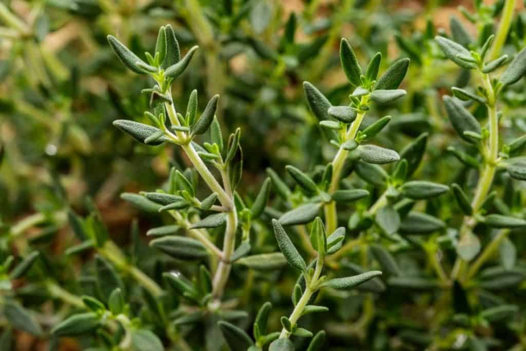 Thyme