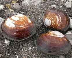 Washington Clams