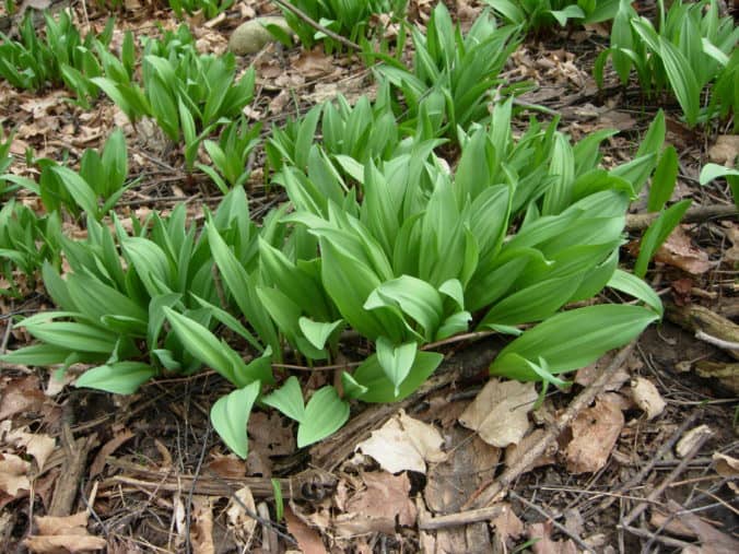 Wild Ramps