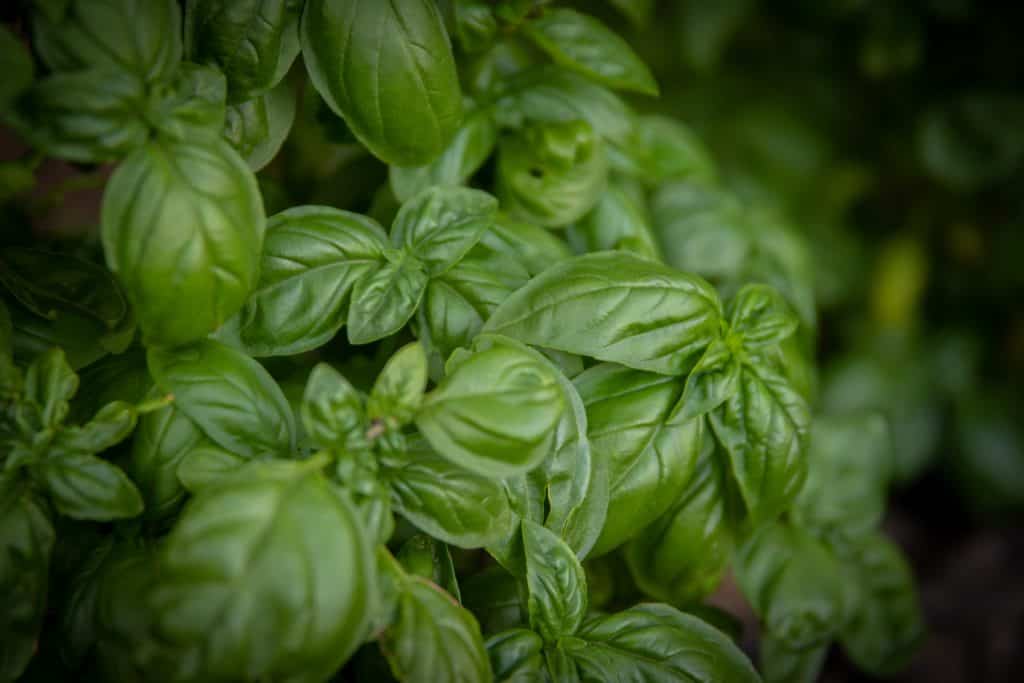 fresh basil in a pot