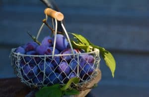 purple grapes in a basket 