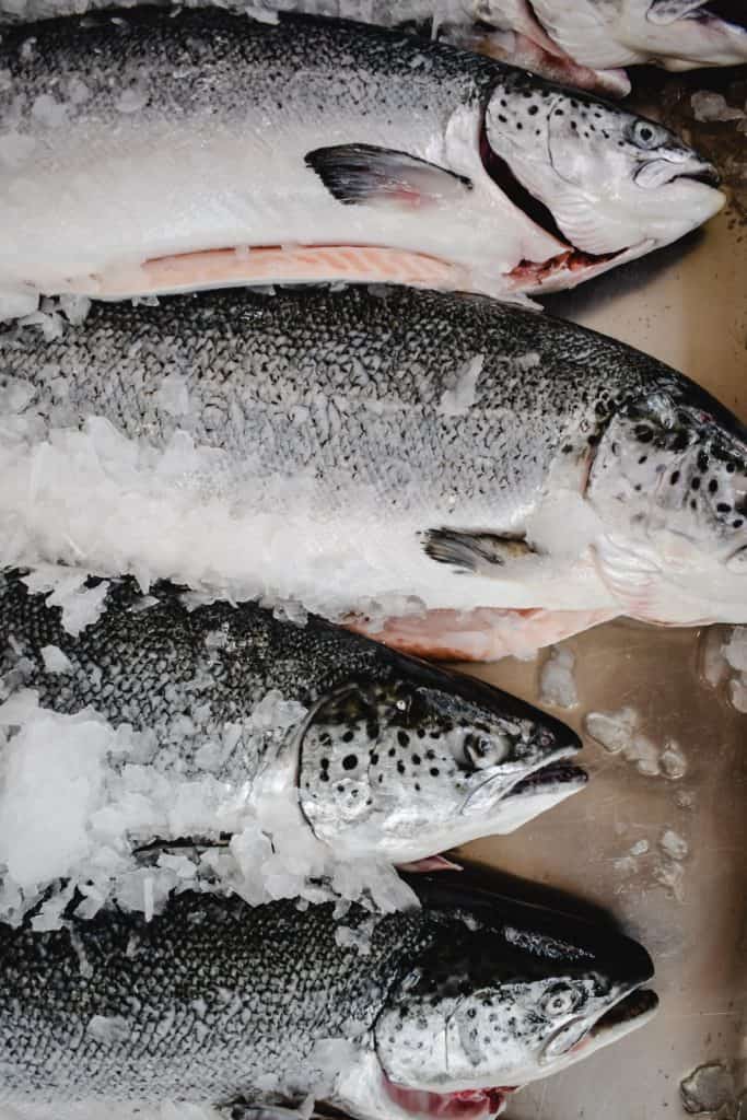 Know your catch: The differences between Atlantic salmon and brown trout
