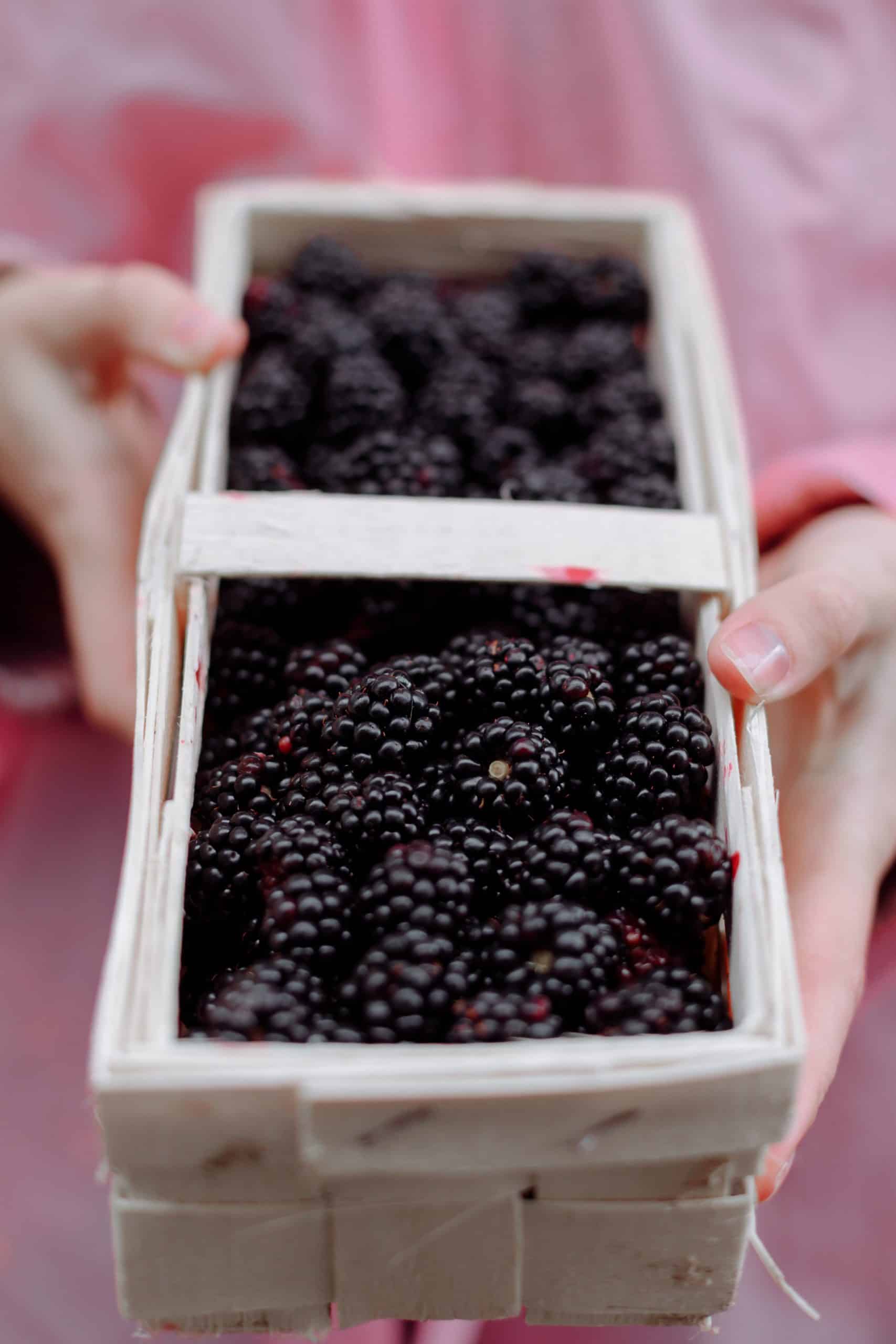 Mulberry vs Blackberry: What's the Difference? - Daring Kitchen