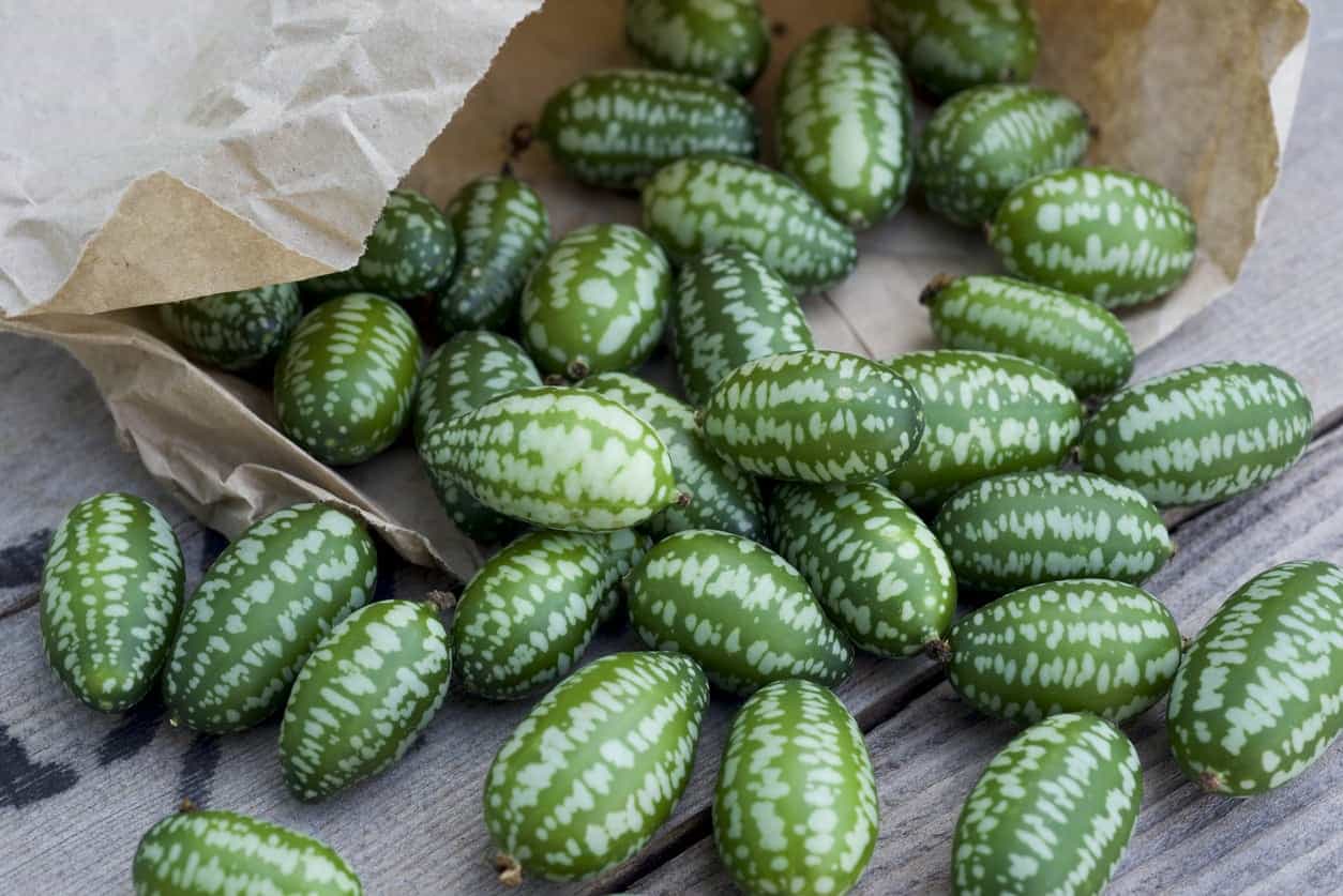 the-real-difference-between-gherkins-and-cornichons