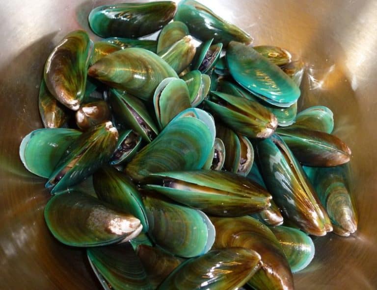 Green Mussels Vs. Black Mussels: What’s The Difference? - Daring Kitchen