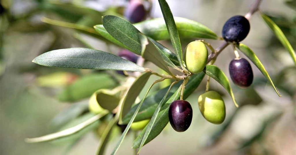 Kalamata Olives vs. Black Olives: Whats the Difference?