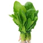 Fresh Spinach vs. Frozen Spinach vs. Canned Spinach: What’s the