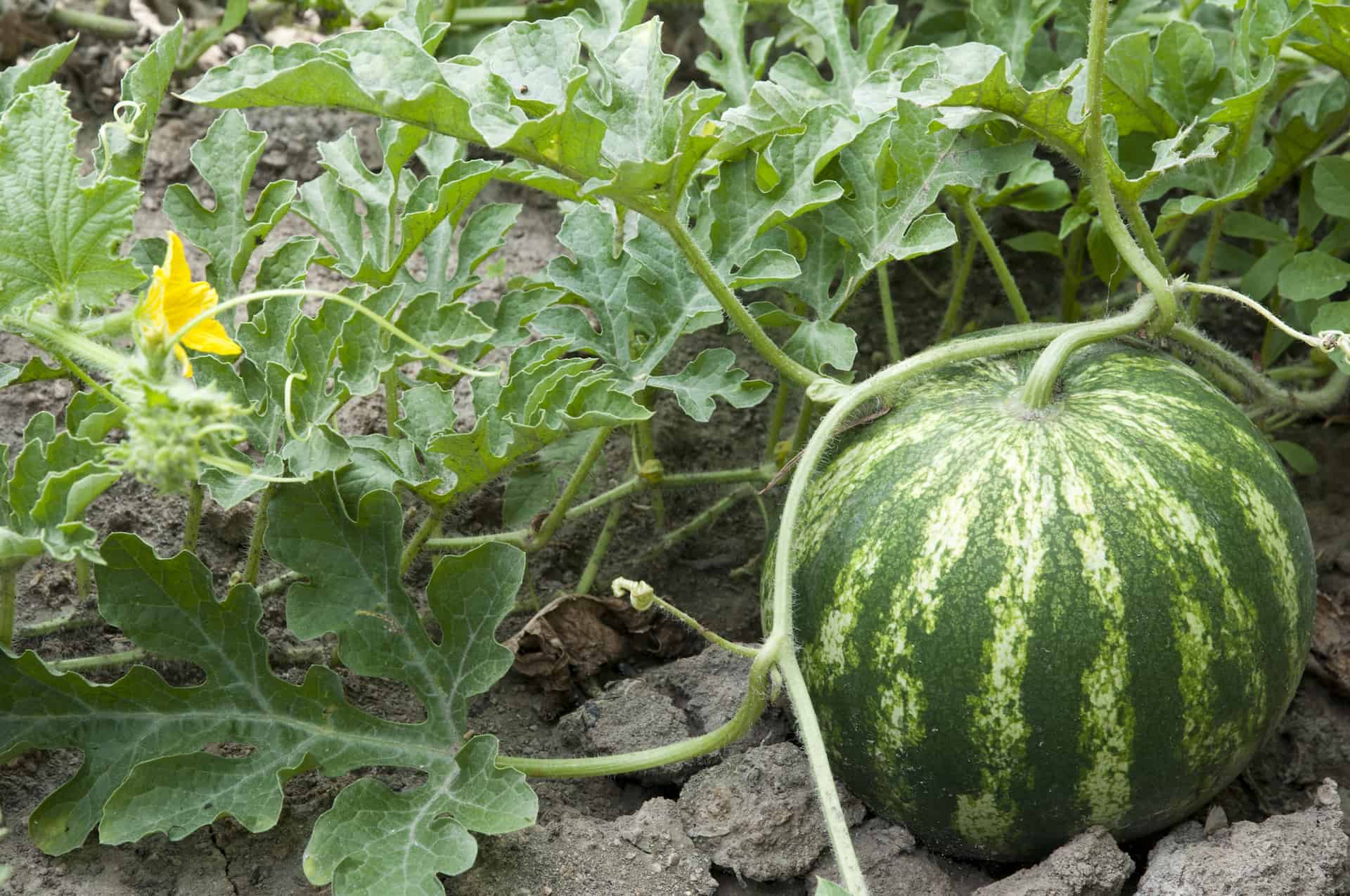 Watermelon Season 101 The Ultimate Guide Daring Kitchen